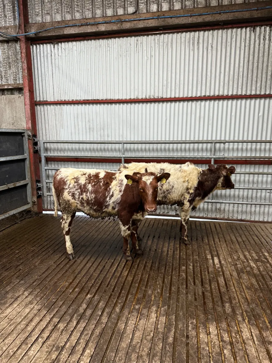 Roaned Simmental heifers - Image 1