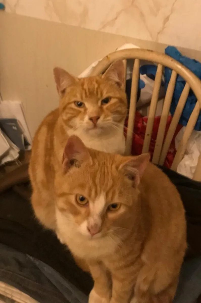 2 Friendly Young Male Cats Good Home Needed