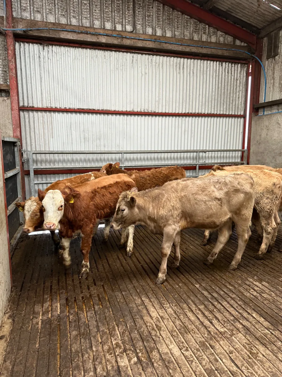 Charolais and lim heifers - Image 1