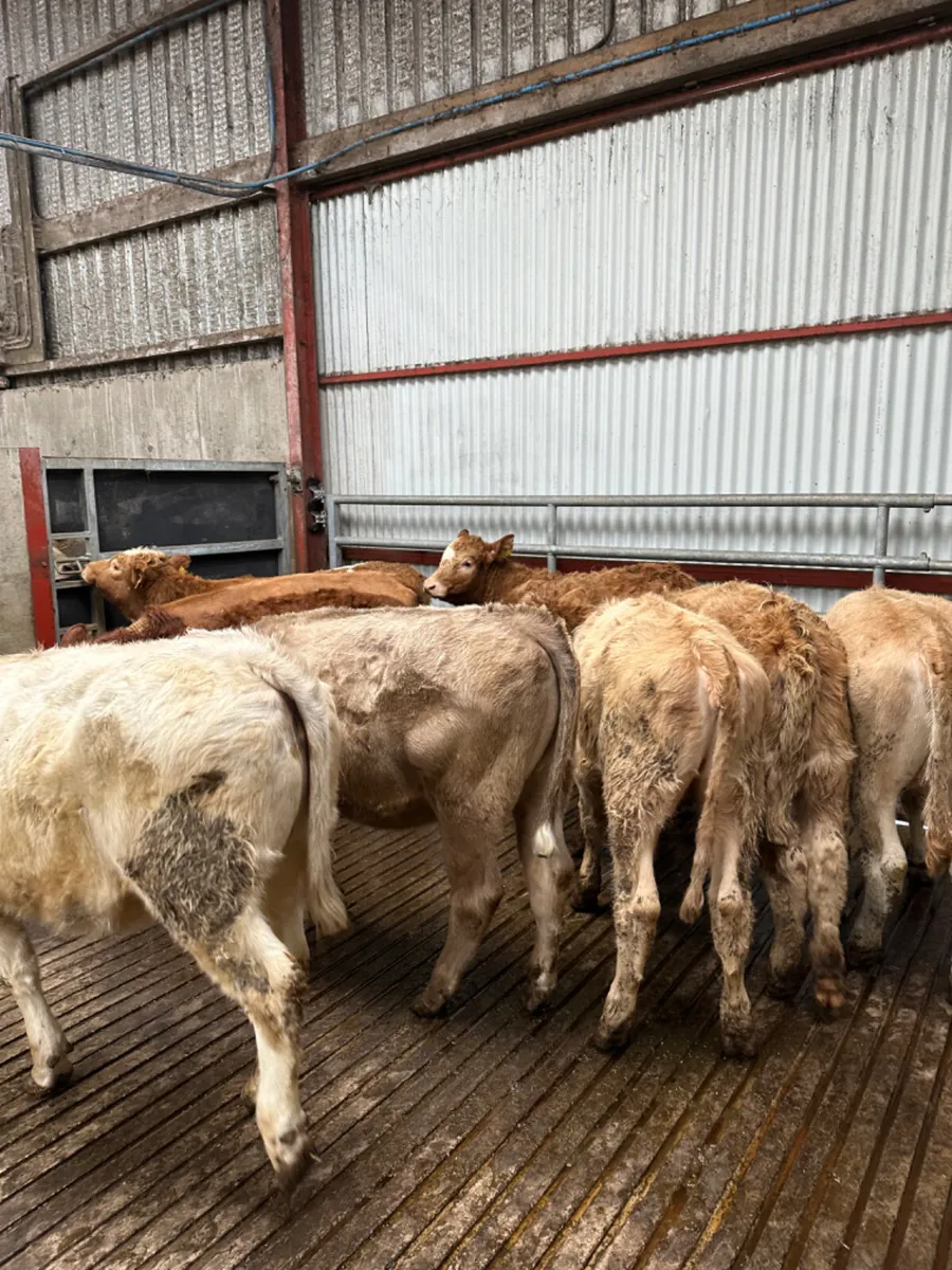 Charolais and lim heifers - Image 3