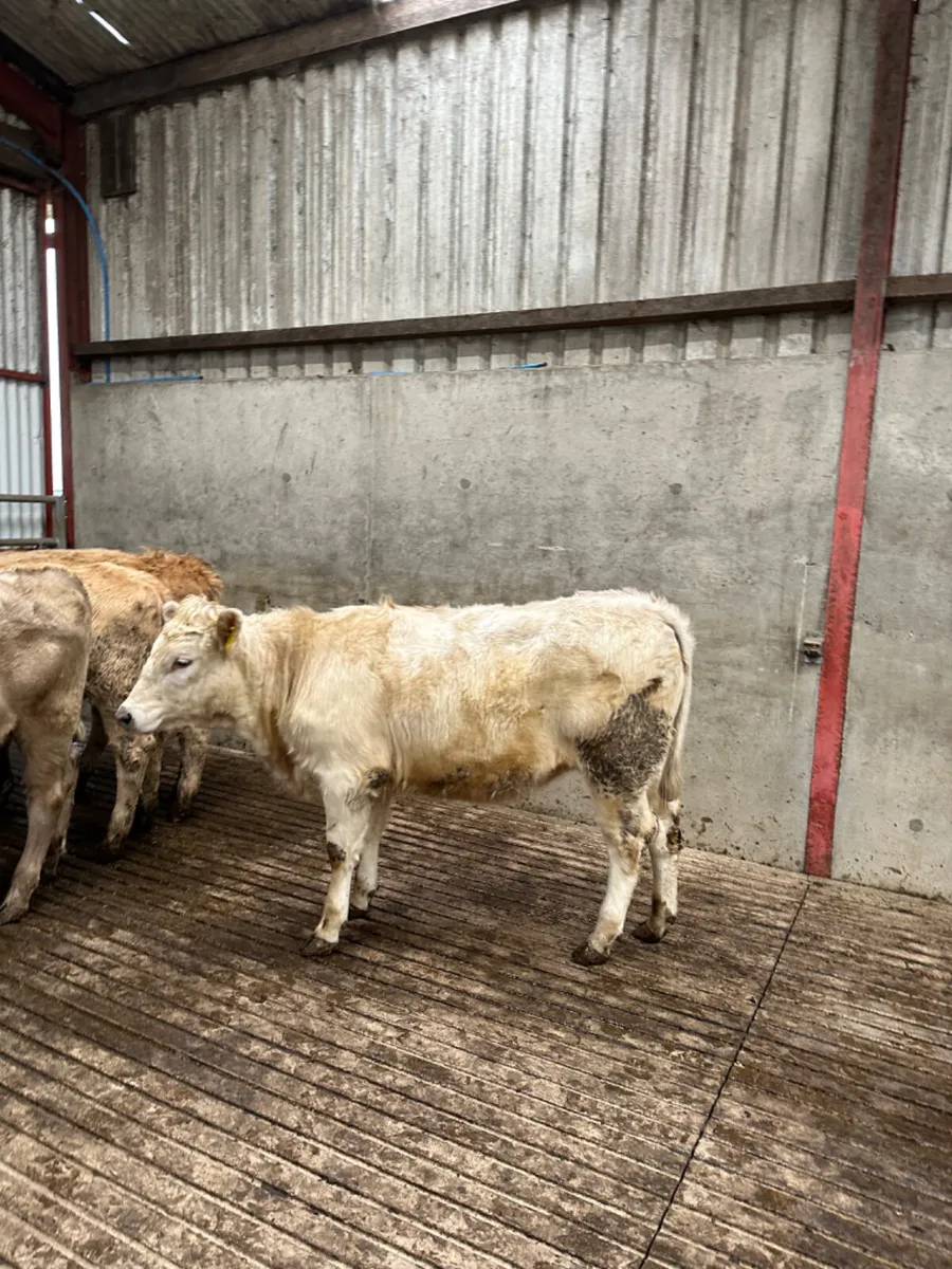 Charolais and lim heifers - Image 2