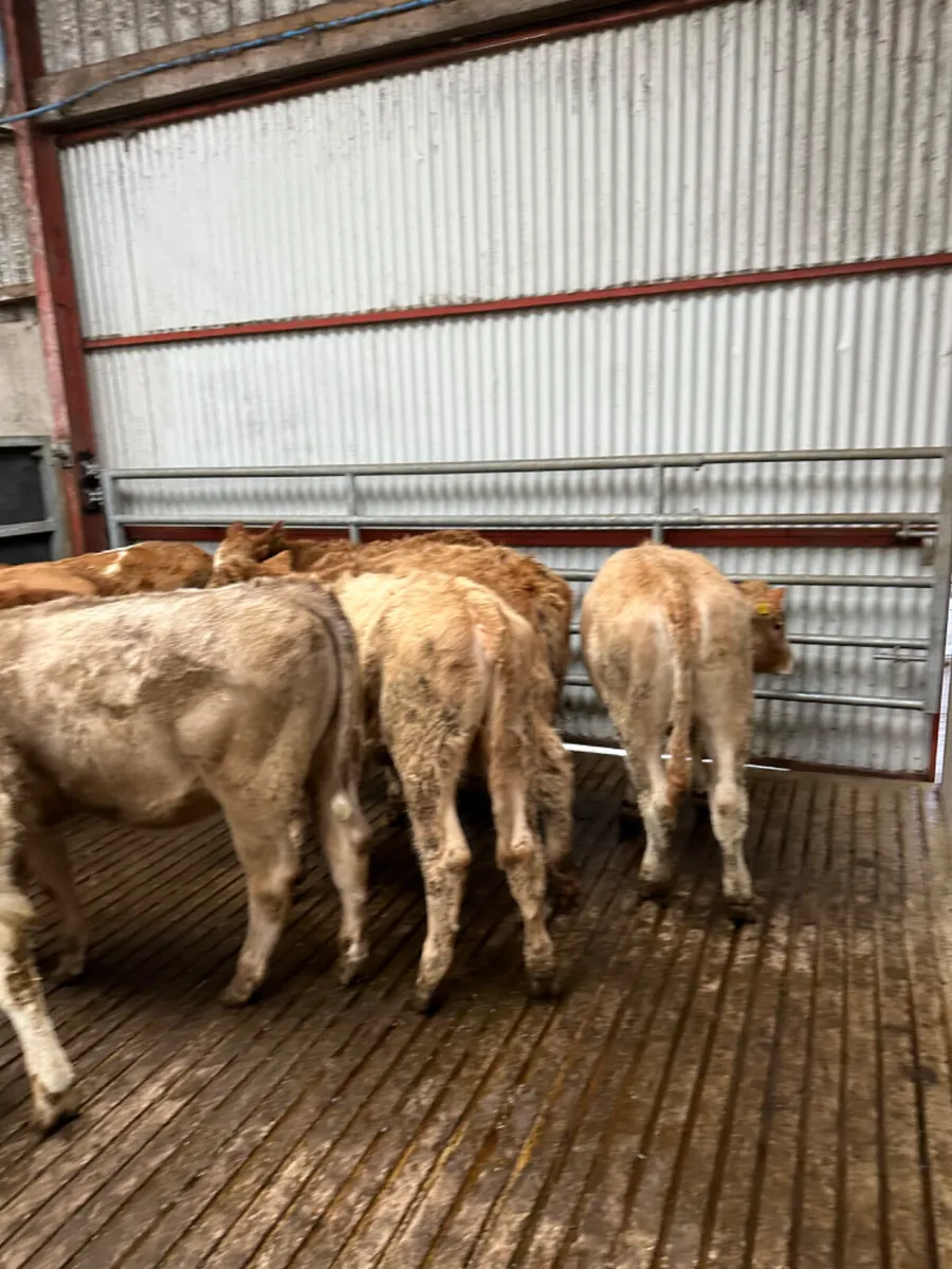 Charolais and lim heifers - Image 4