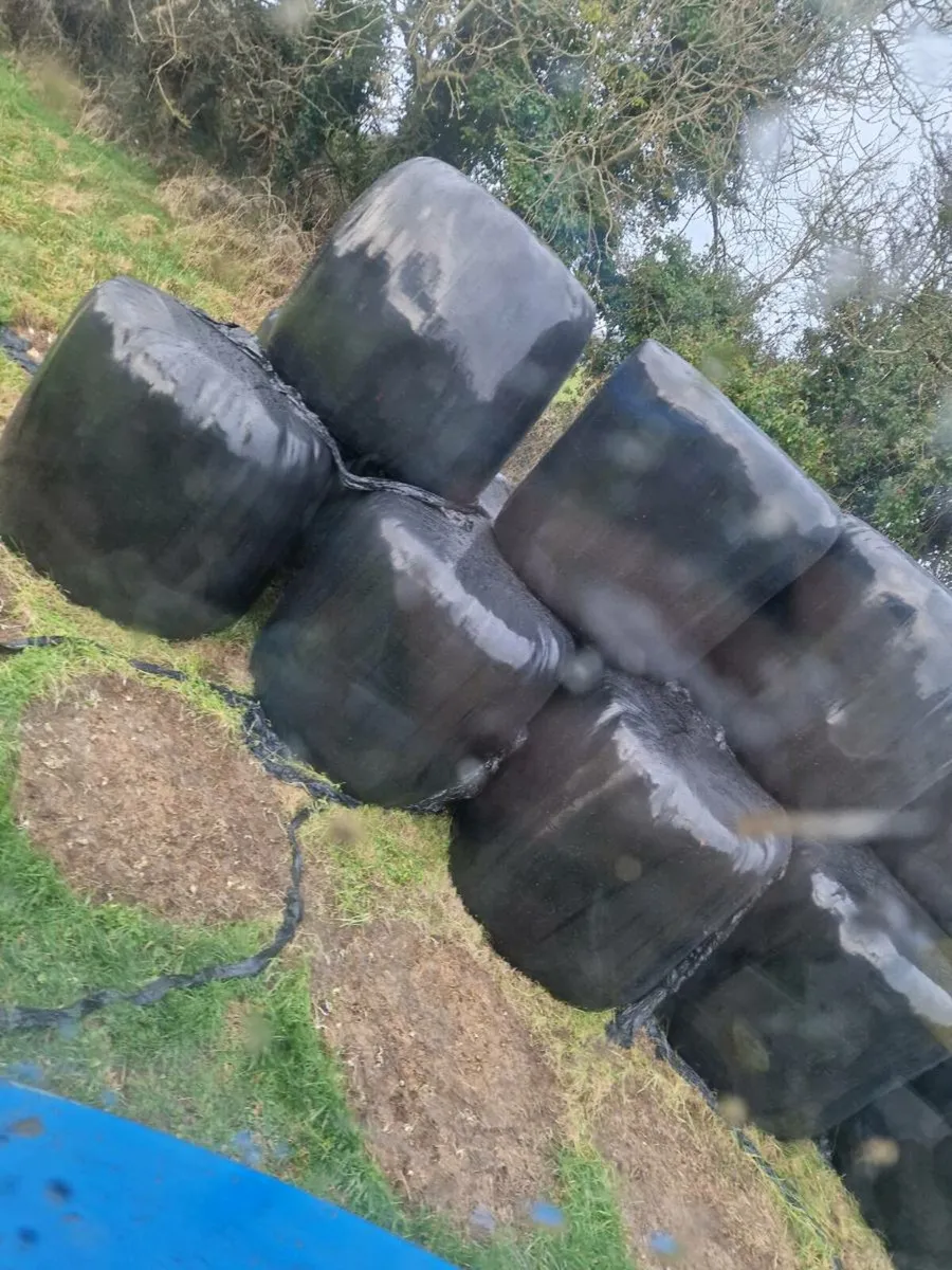 40 bales of silage - Image 1