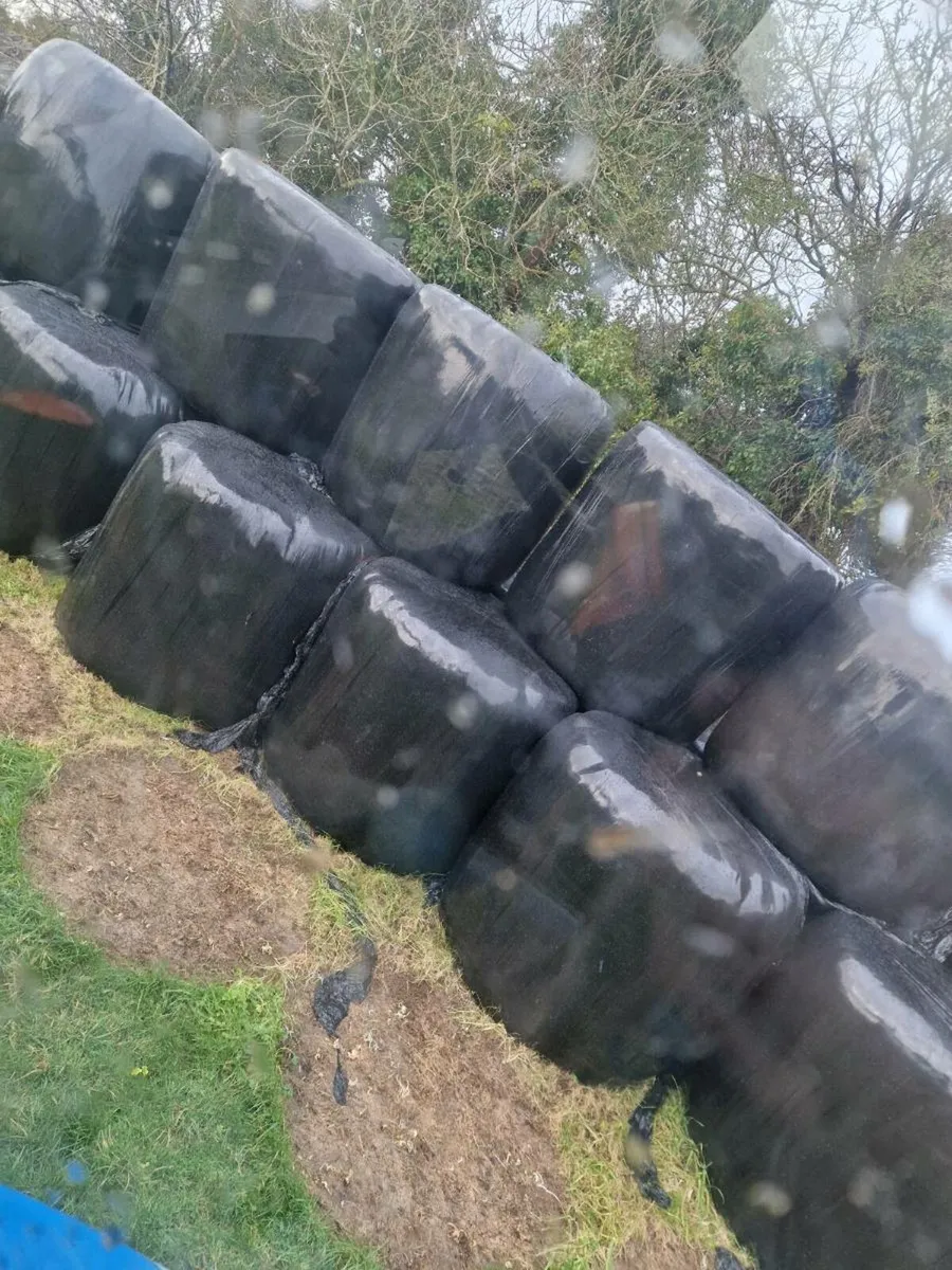 40 bales of silage - Image 2