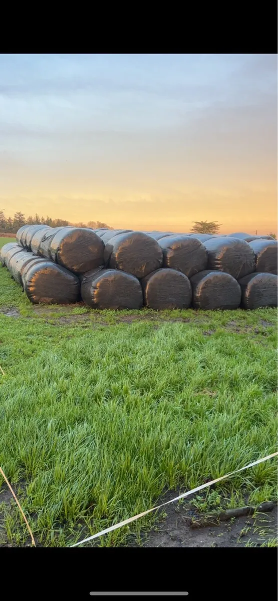 Hay and silage bales - Image 2
