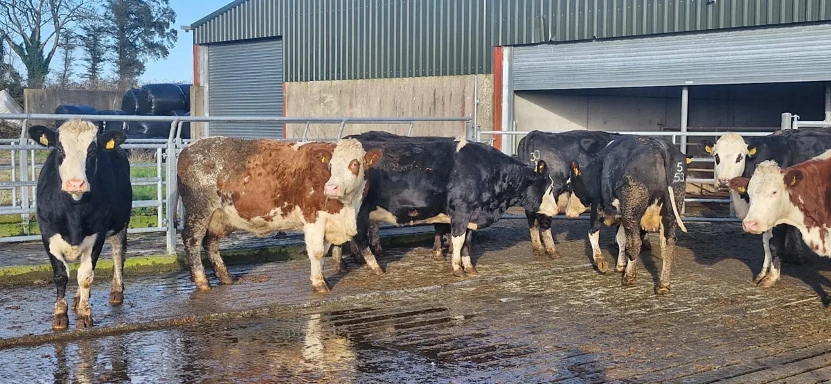 Dairy Cattle Sale - Mid Kerry Co-Op Mart 31/01/26 - Image 4
