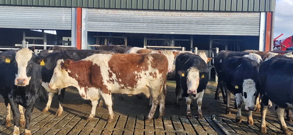 Dairy Cattle Sale - Mid Kerry Co-Op Mart 31/01/26 - Image 2