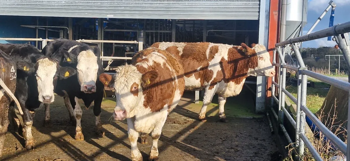 Dairy Cattle Sale - Mid Kerry Co-Op Mart 31/01/26 - Image 1