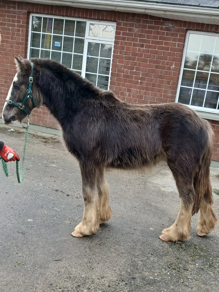 MIKEY COB COLT. - Image 2