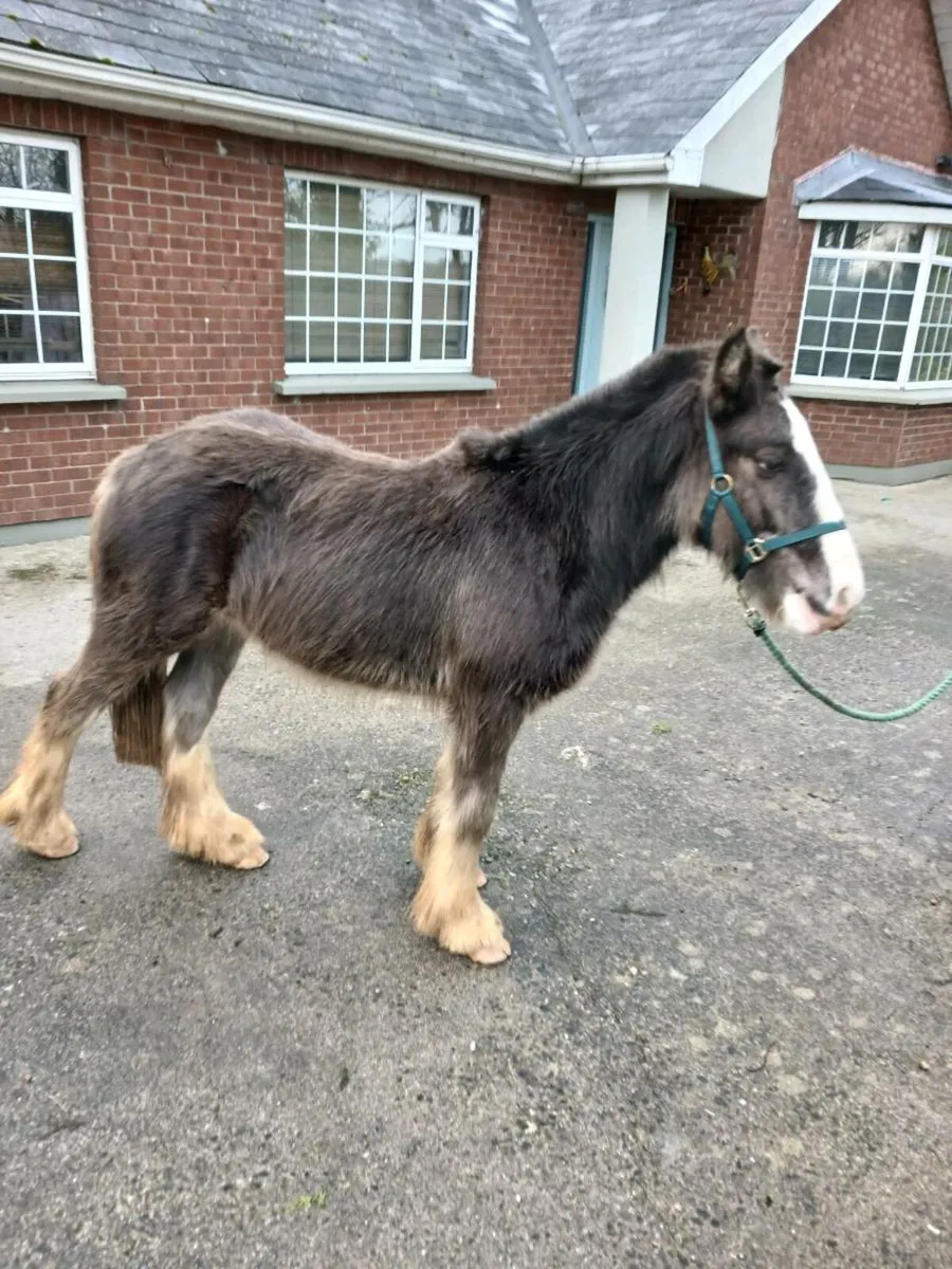 MIKEY COB COLT. - Image 4