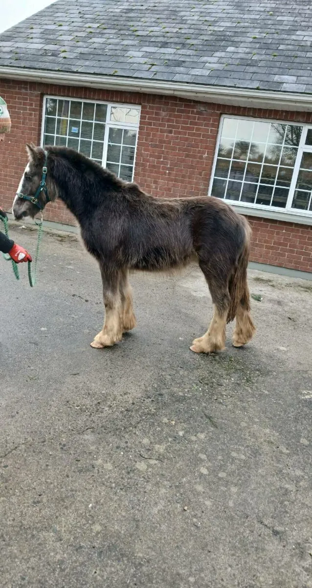 MIKEY COB COLT. - Image 1