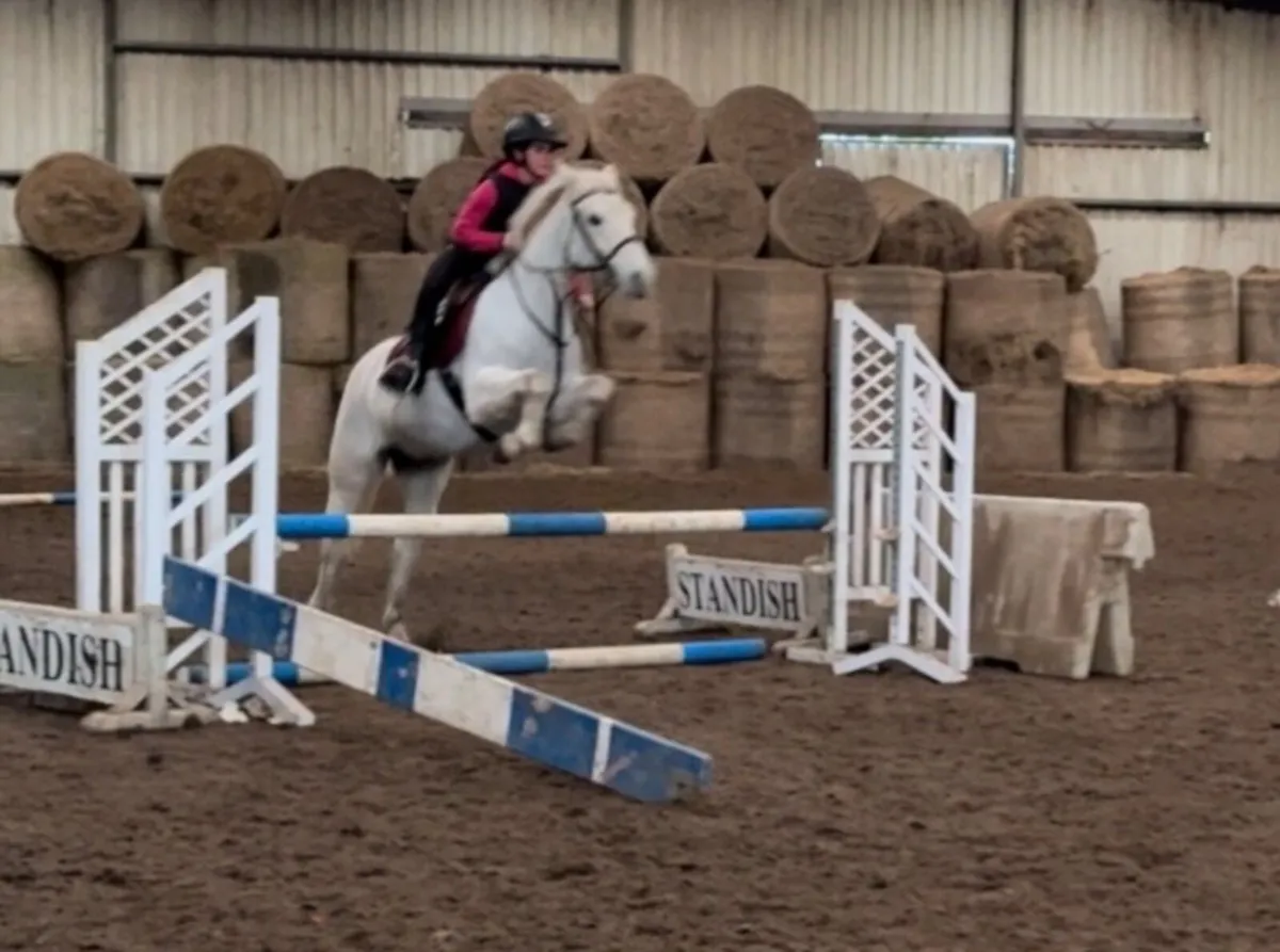 14.2 6yo Connie - Image 4