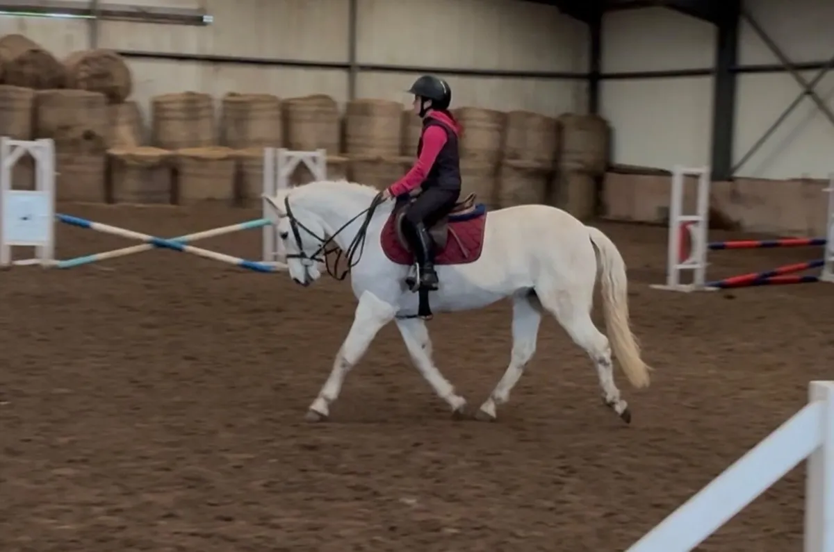 14.2 6yo Connie - Image 1