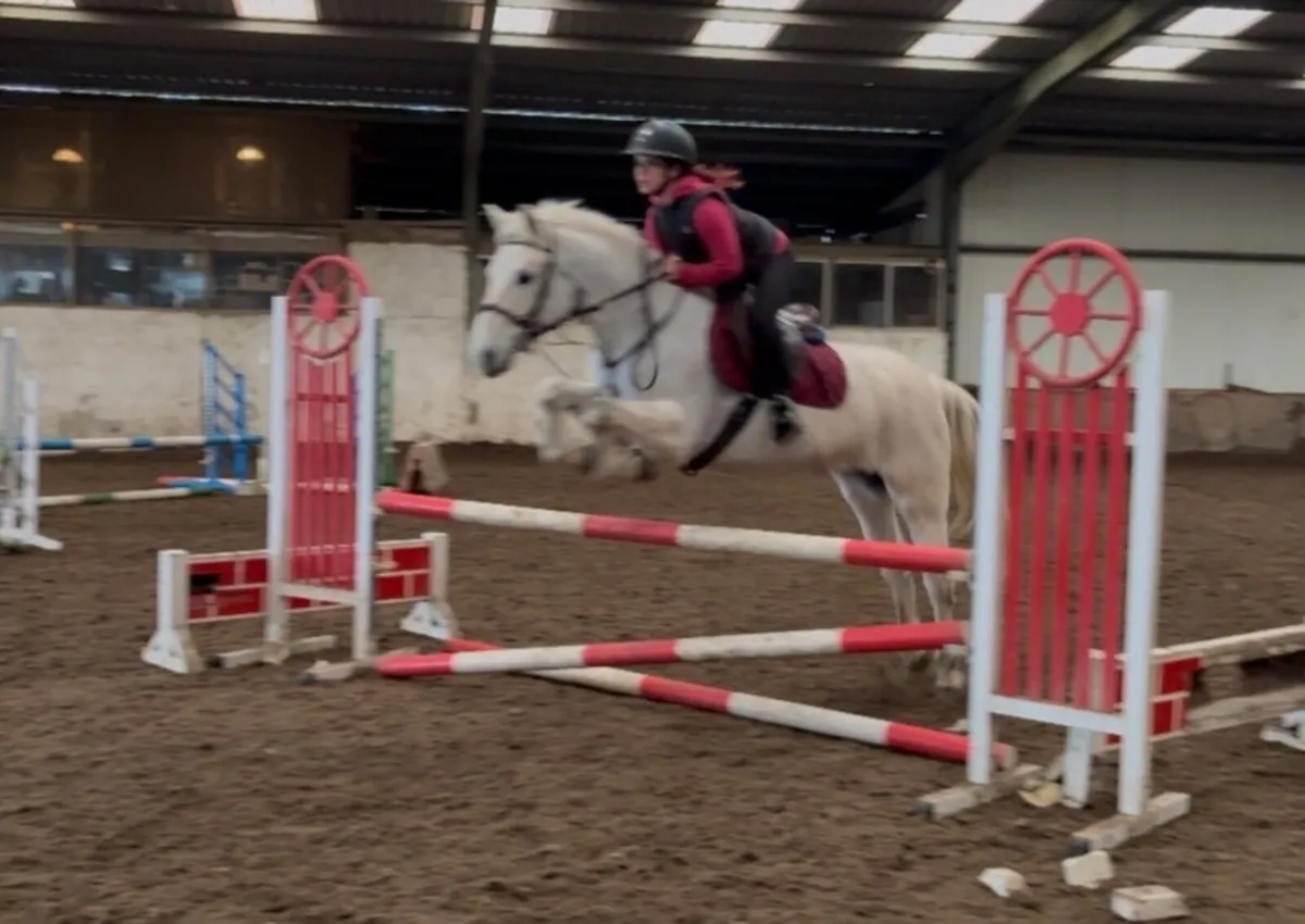 14.2 6yo Connie - Image 2