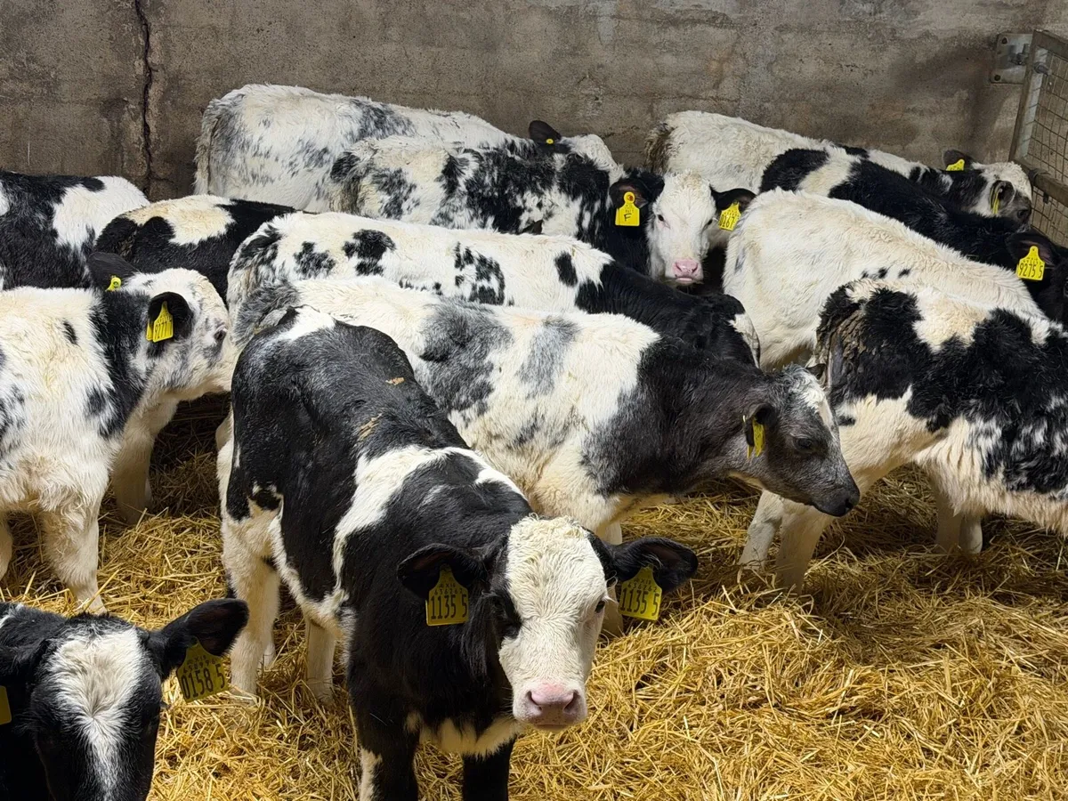 Belgian Blue Heifers - Image 1