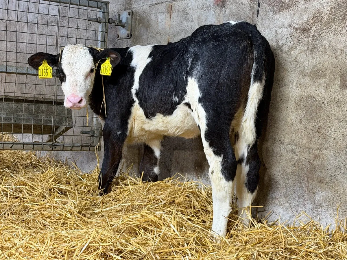 Belgian Blue Heifers - Image 3