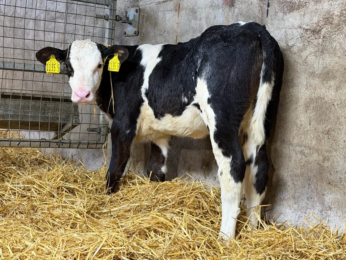 Belgian Blue Heifers - Image 4