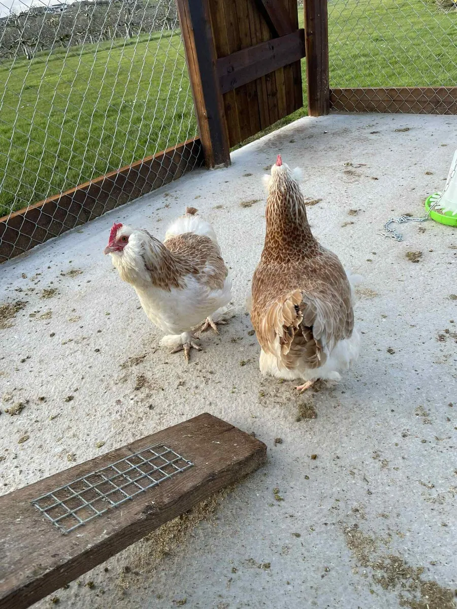 Chickens / Coops / Rns