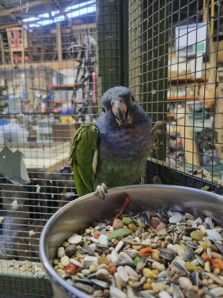 Blue Headed Pionus Parrot - Image 3