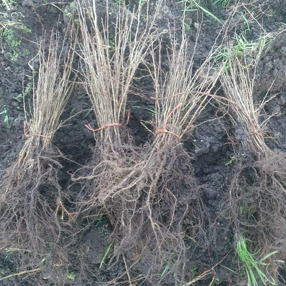 WHITETHORN FOR SALE €30 PER 100 - Image 1