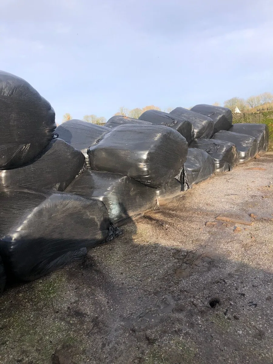 30 bales of silage - Image 1