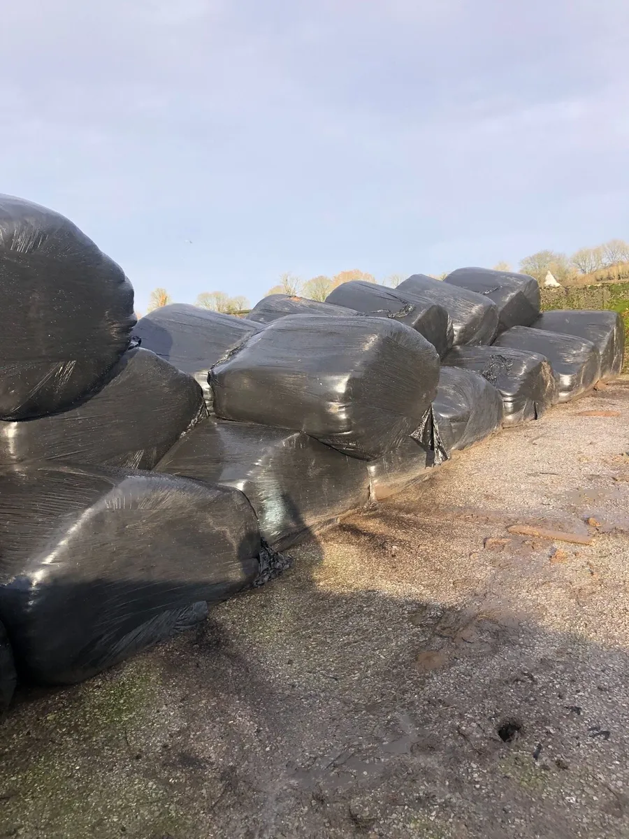 30 bales of silage - Image 2