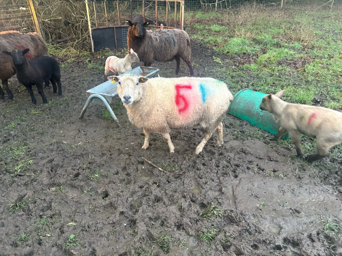 Foster ewe - Image 1