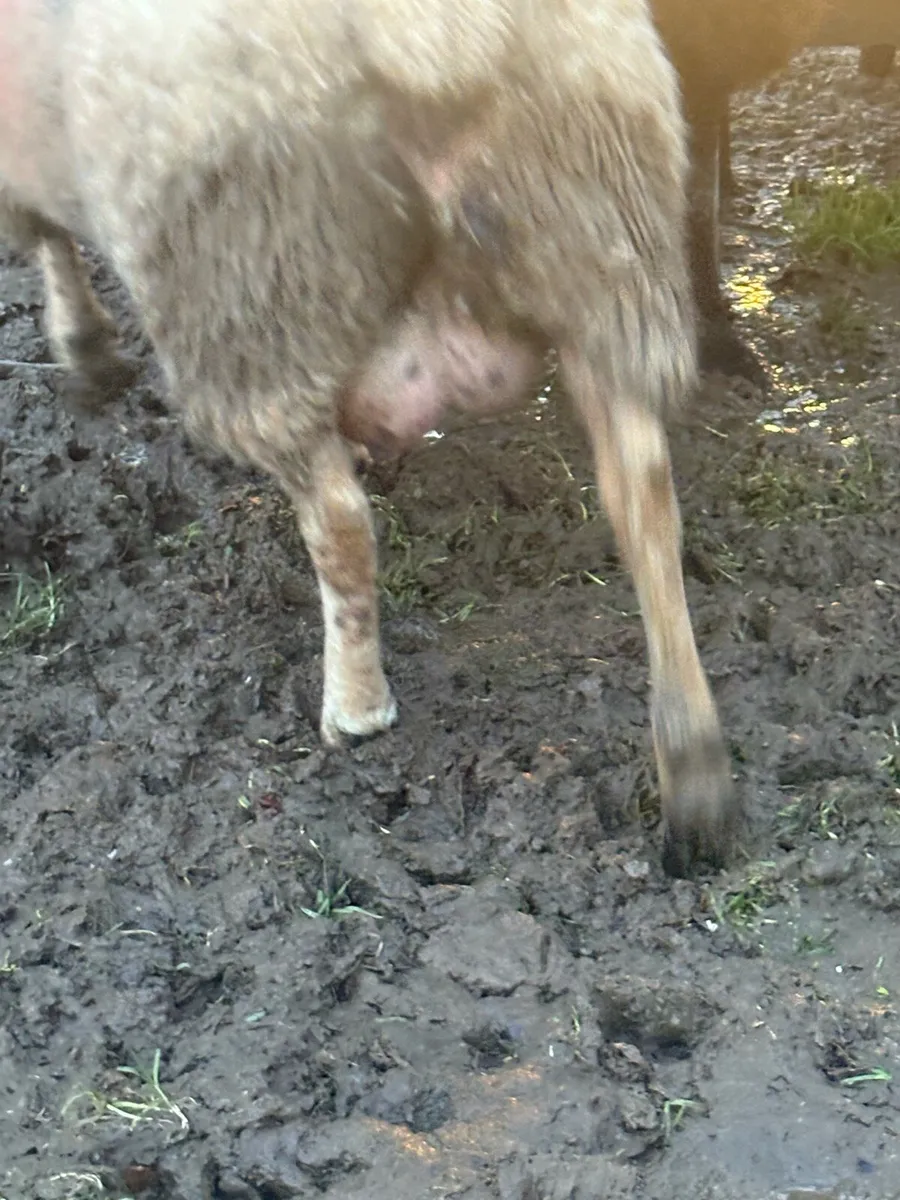 Foster ewe - Image 2
