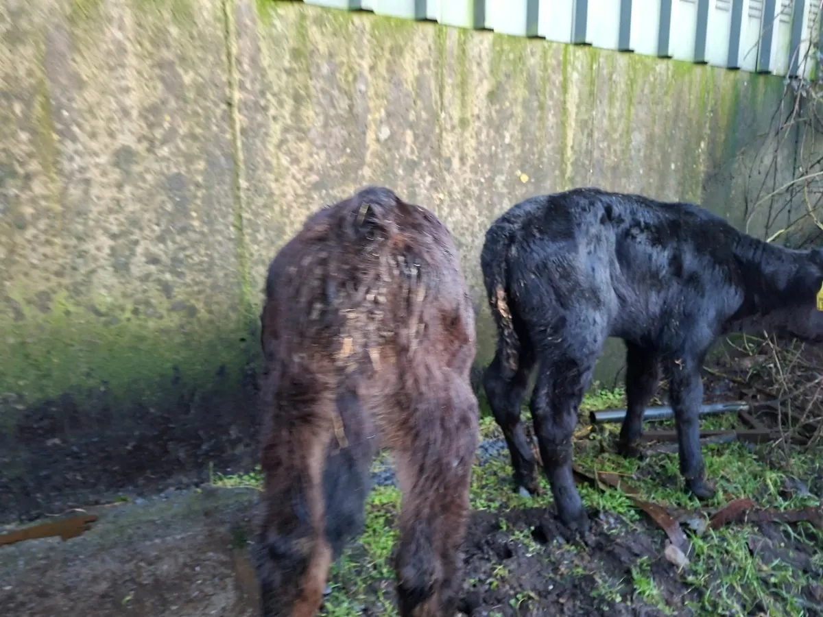 Angus Heifer Calves - Image 3