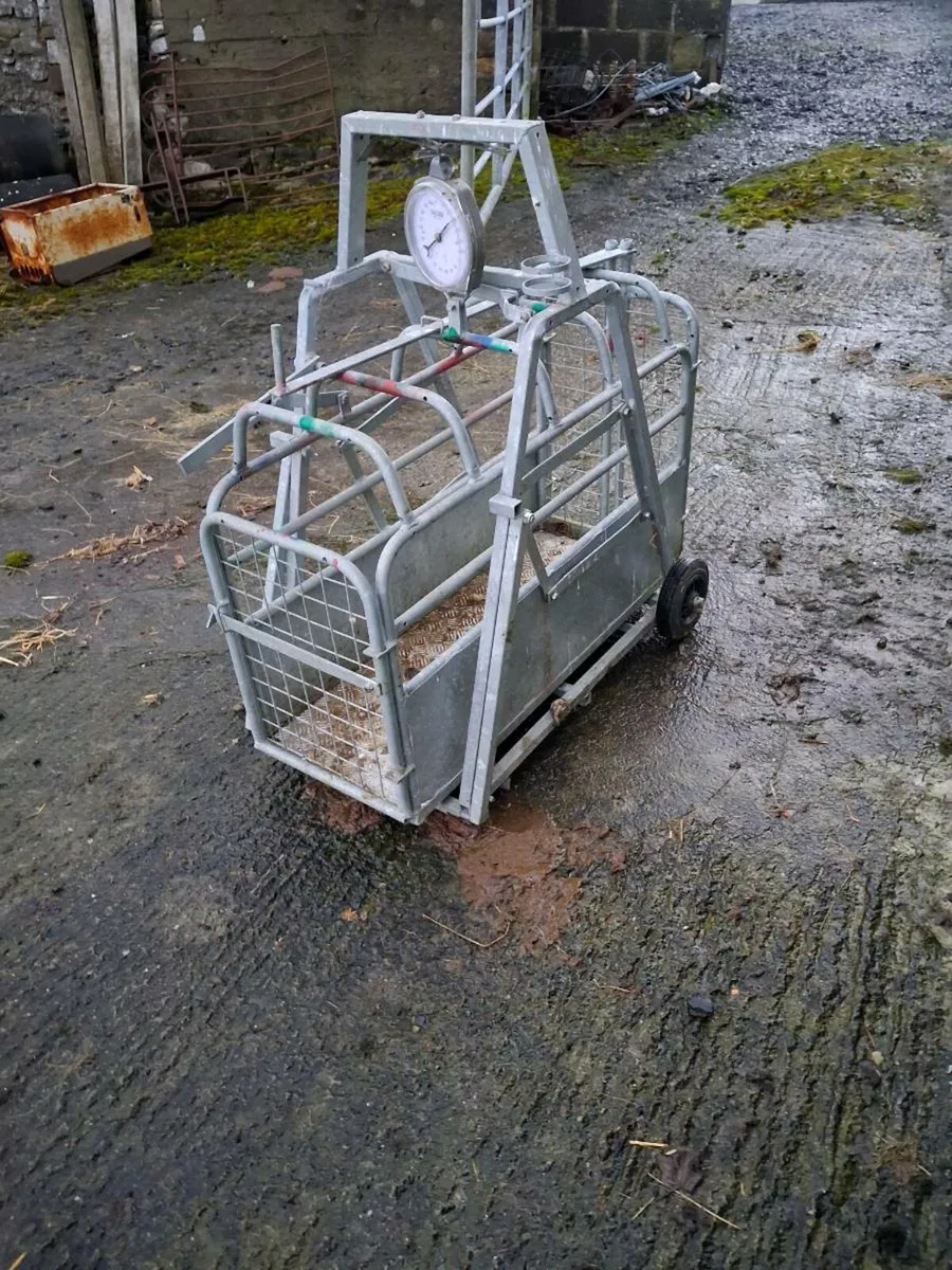 Sheep feeding equipment - Image 1