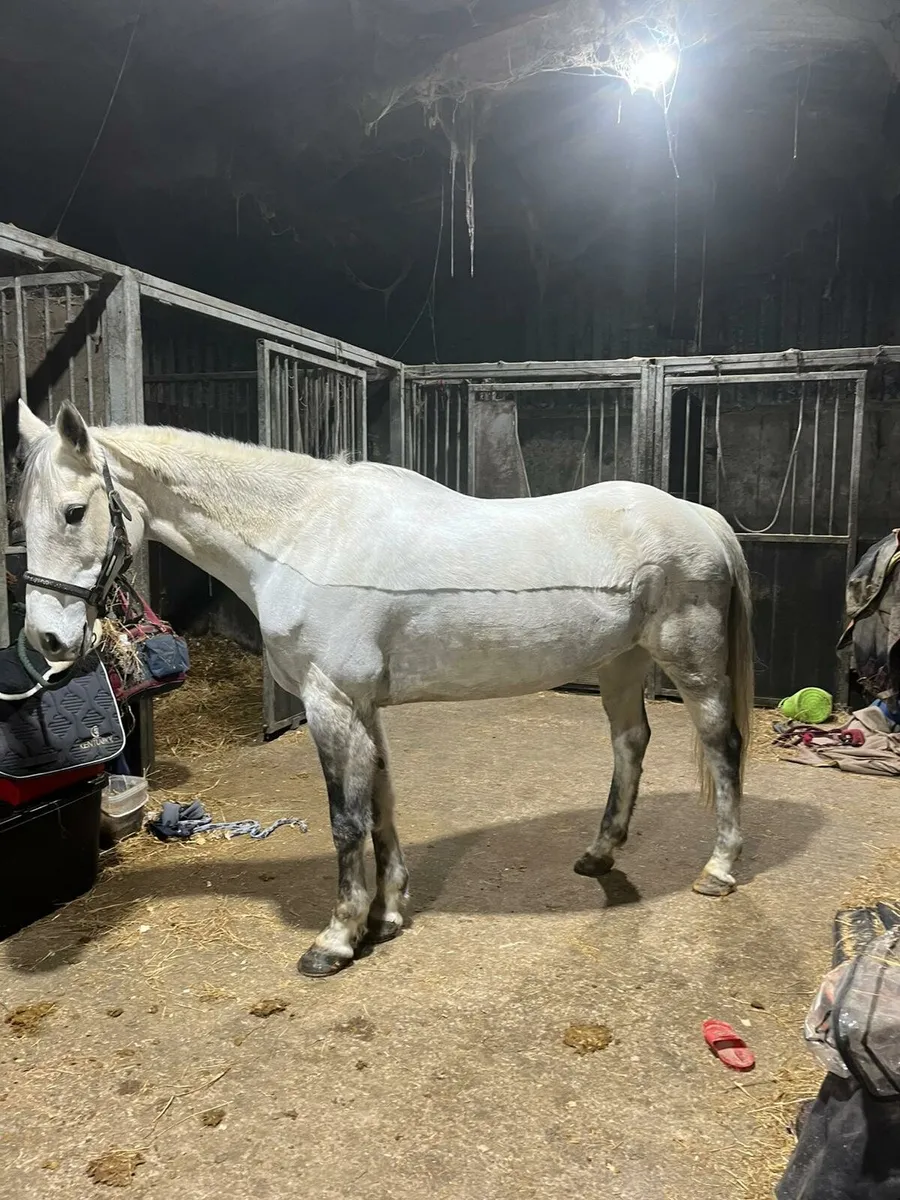 Brood mare - Image 1