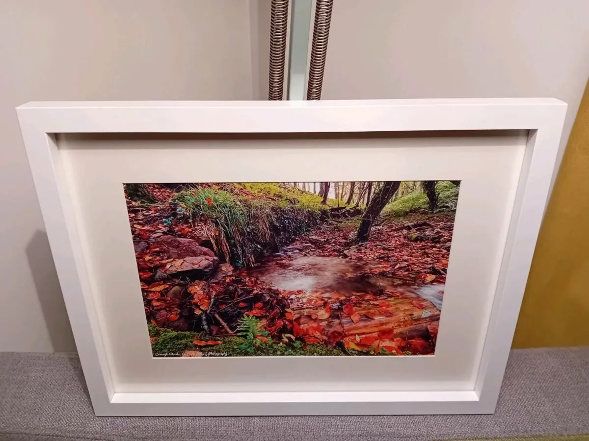 Curragh Woods - Image 2