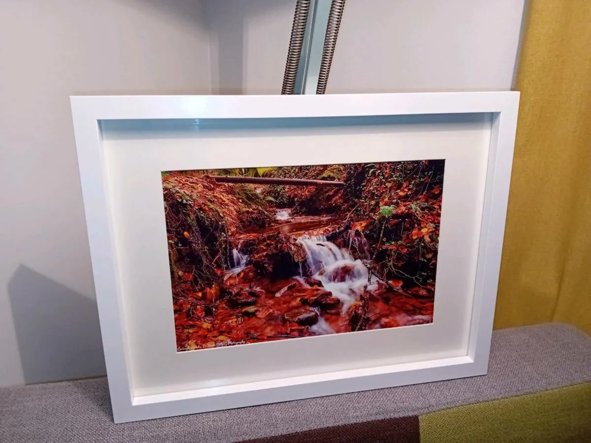 Curragh Woods - Image 3