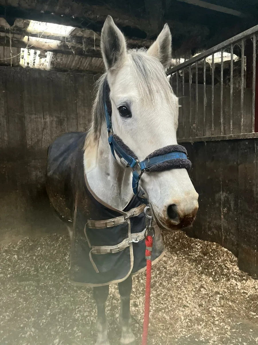 Brood mare - Image 2