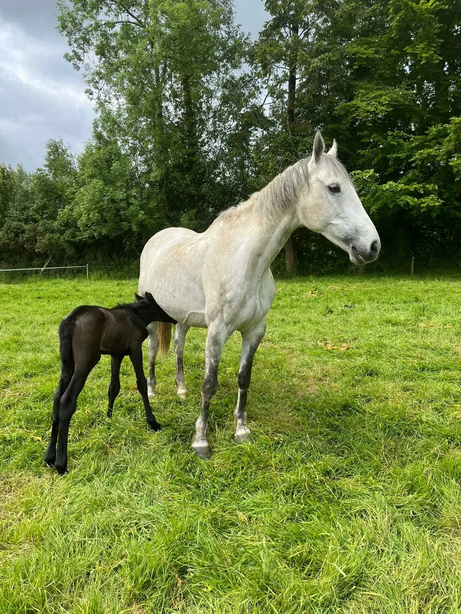 Brood mare - Image 3