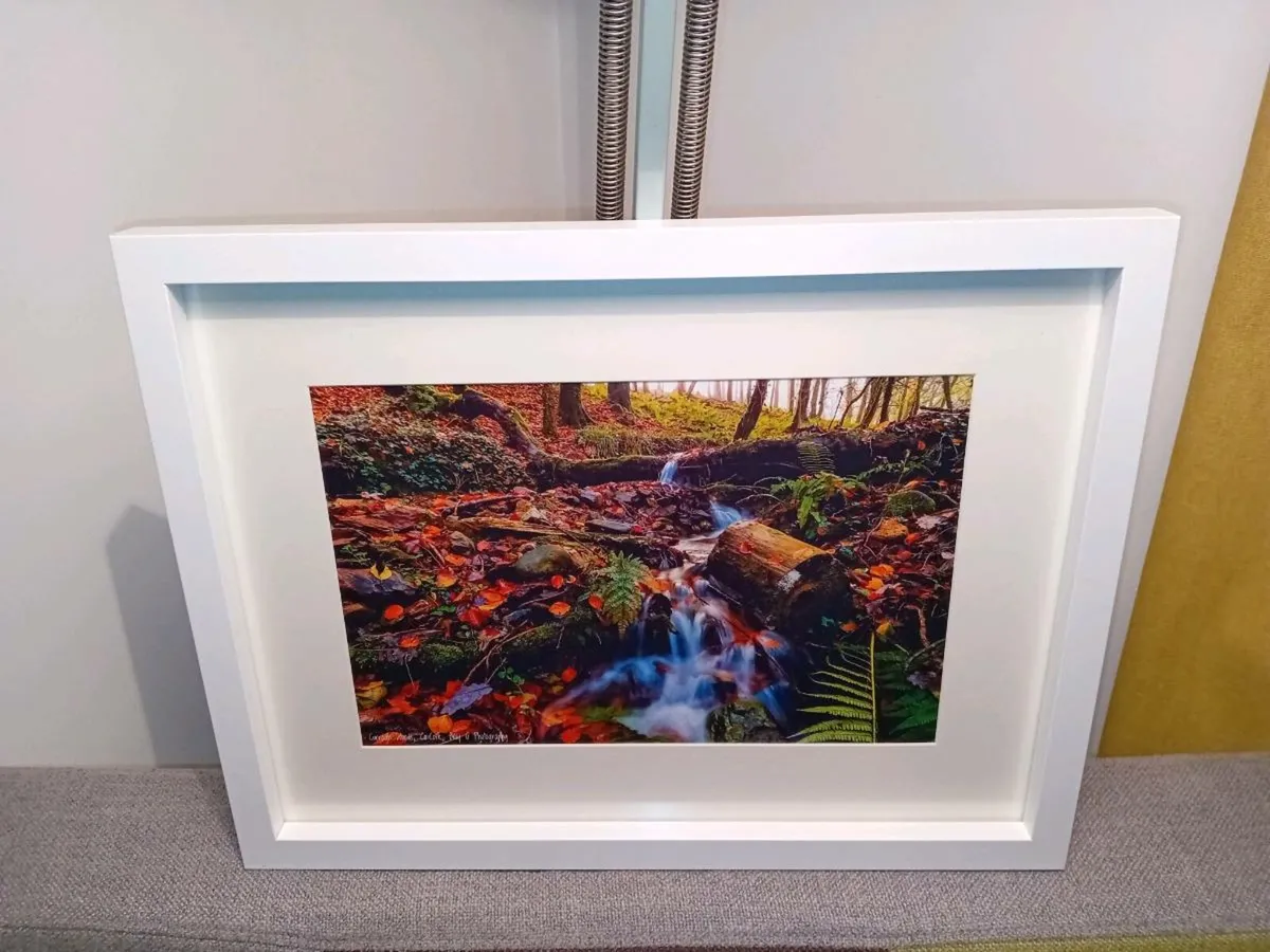 Curragh Woods - Image 1