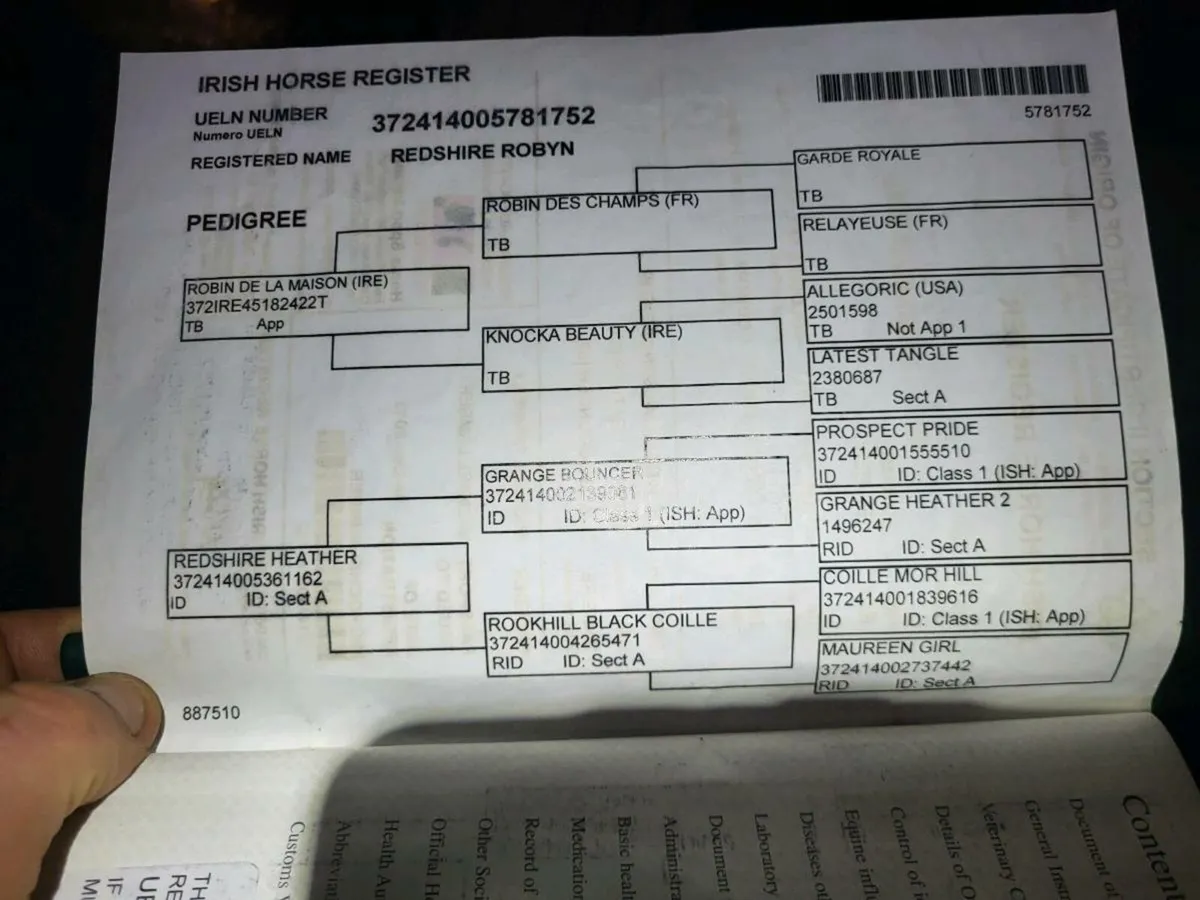 Brood mare - Image 4