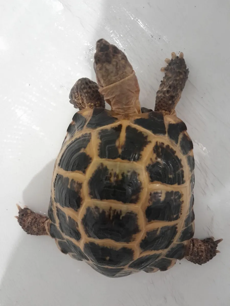 Russian/Horsefield Tortises - Image 1