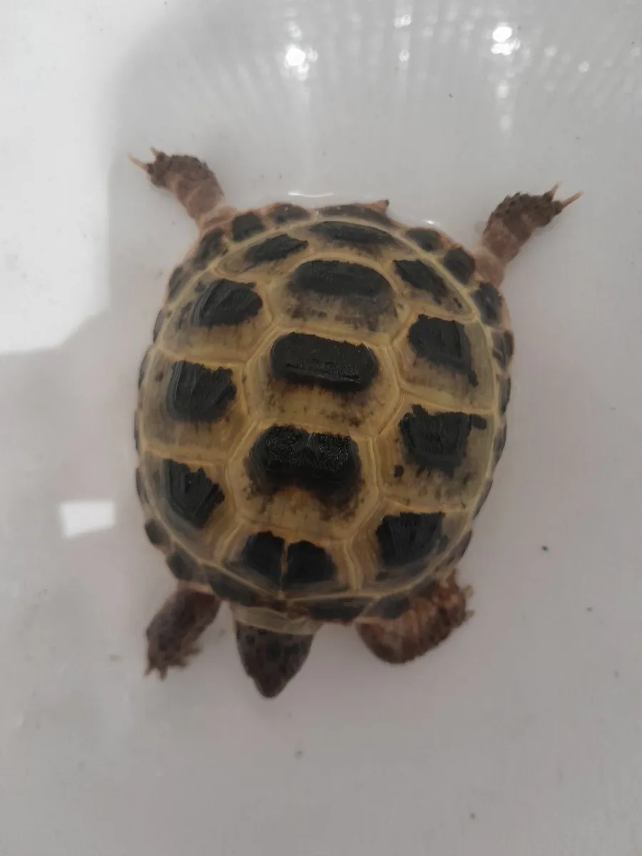 Russian/Horsefield Tortises - Image 2