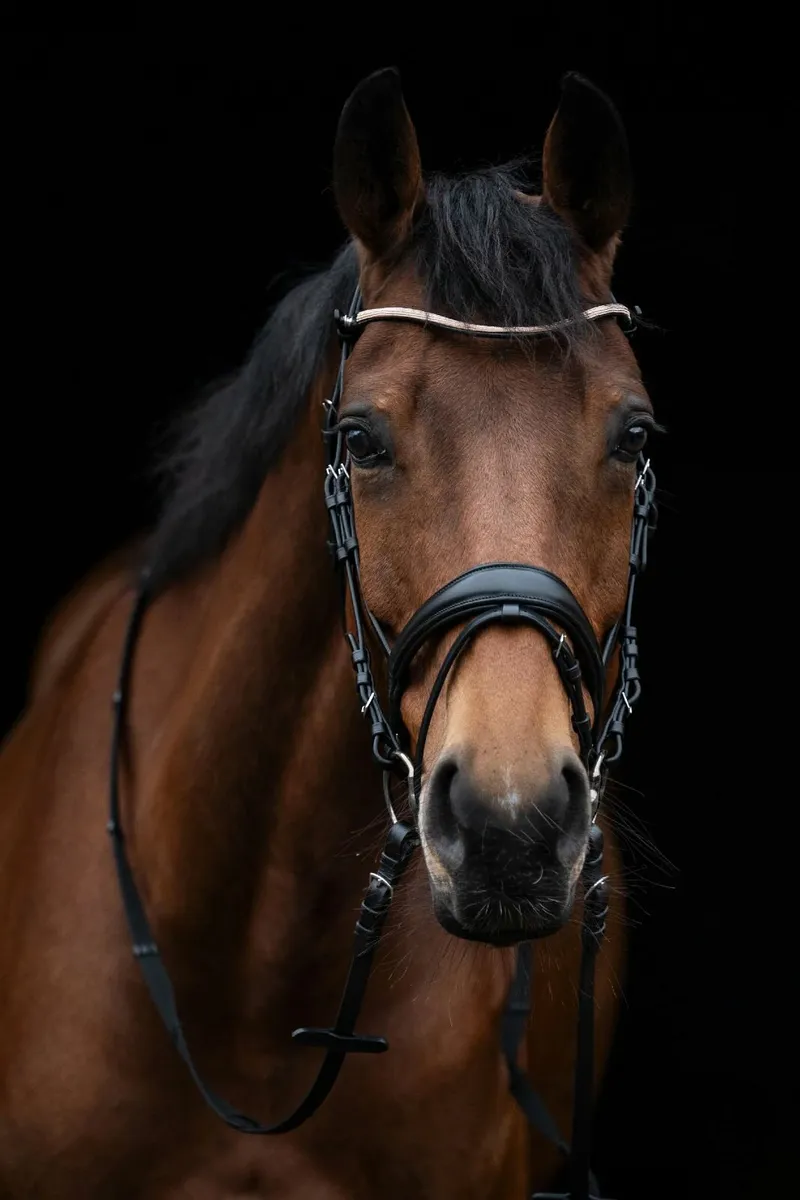 Pony Dressage Bridle - Image 1