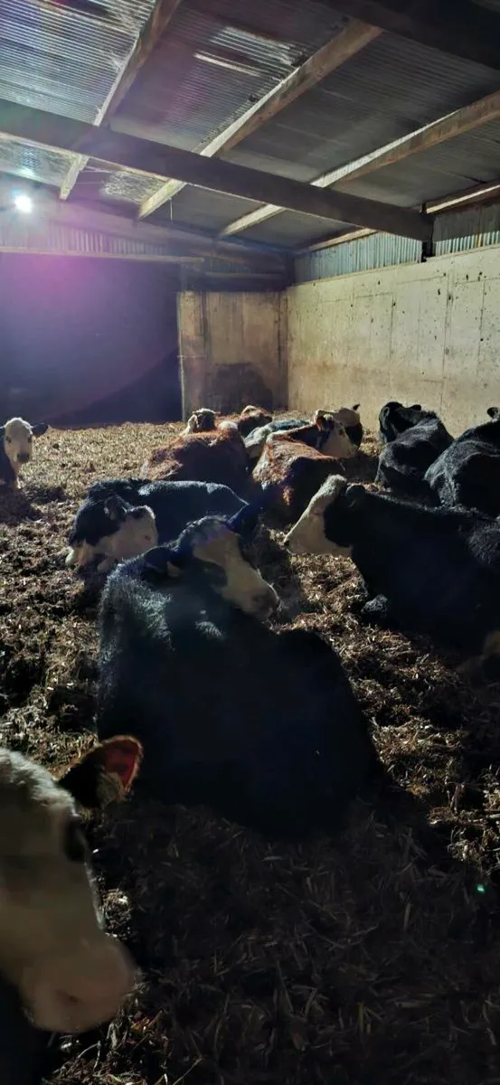 Round bale bean straw - Image 4