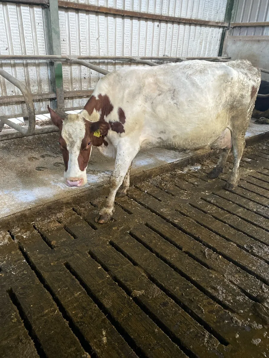 Cow to rear Calfs - Image 1