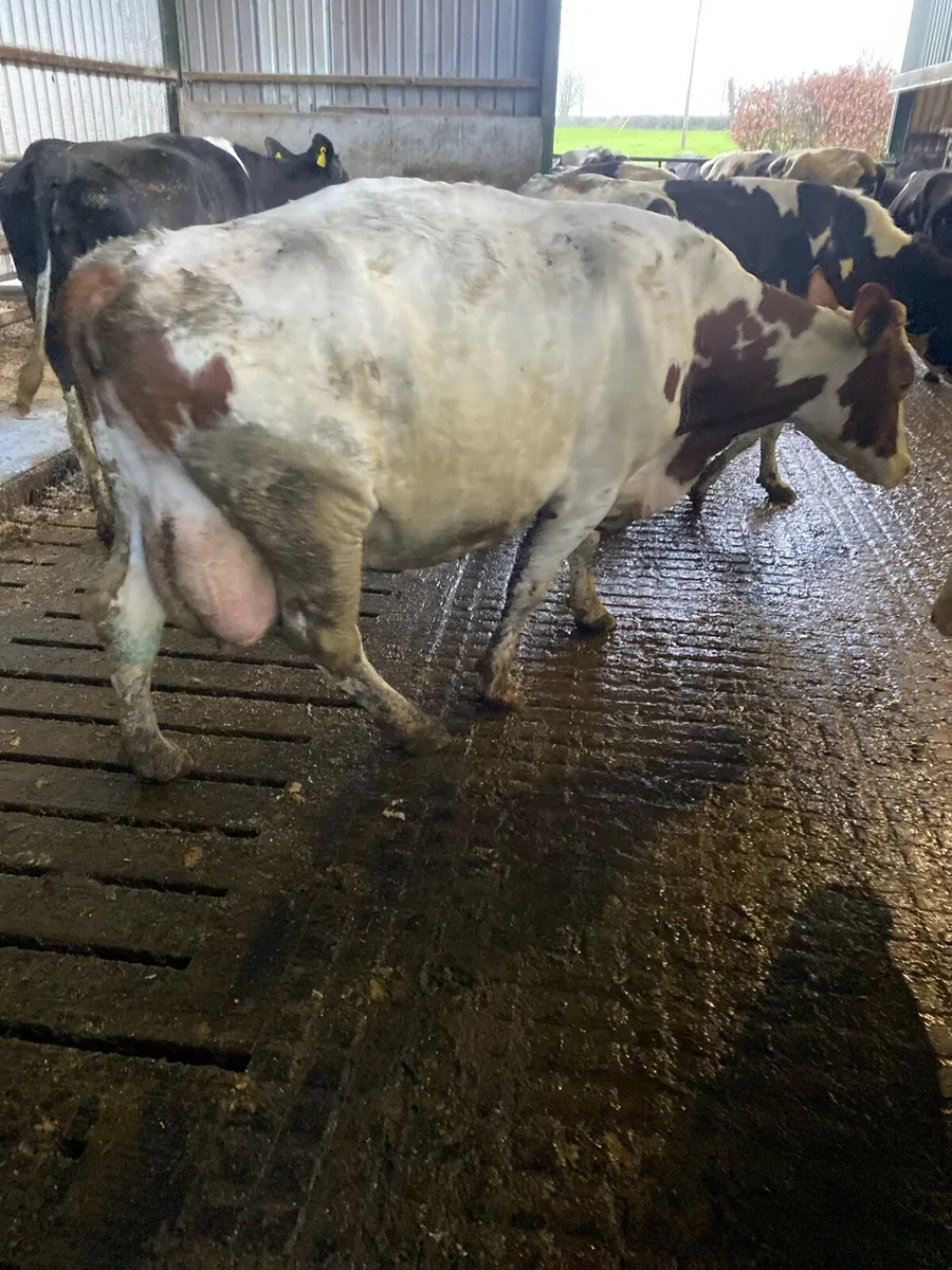 Cow to rear Calfs - Image 2