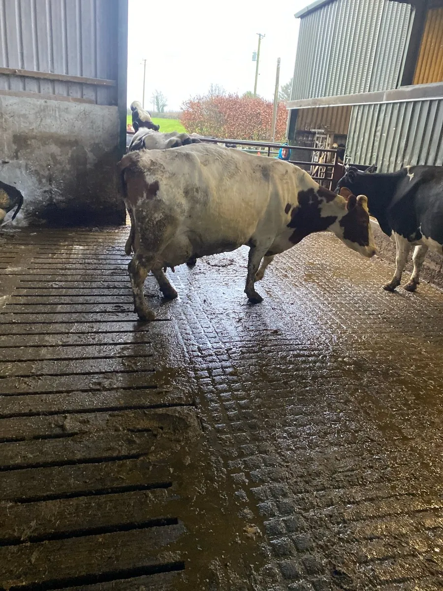 Cow to rear Calfs - Image 3