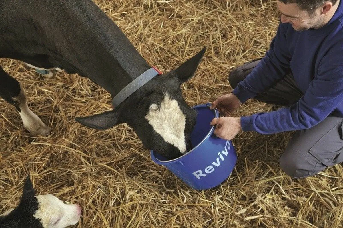 Reviva: Post-calving rehydration - Image 3