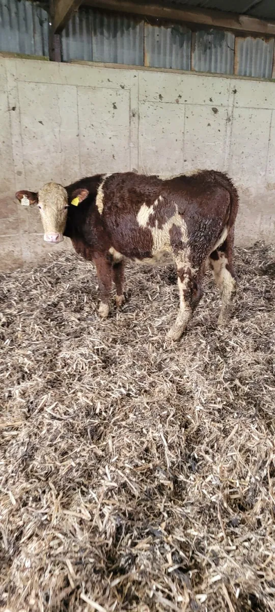 Round bale bean straw - Image 2