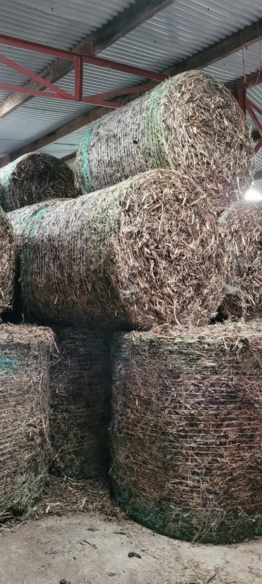 Round bale bean straw - Image 1