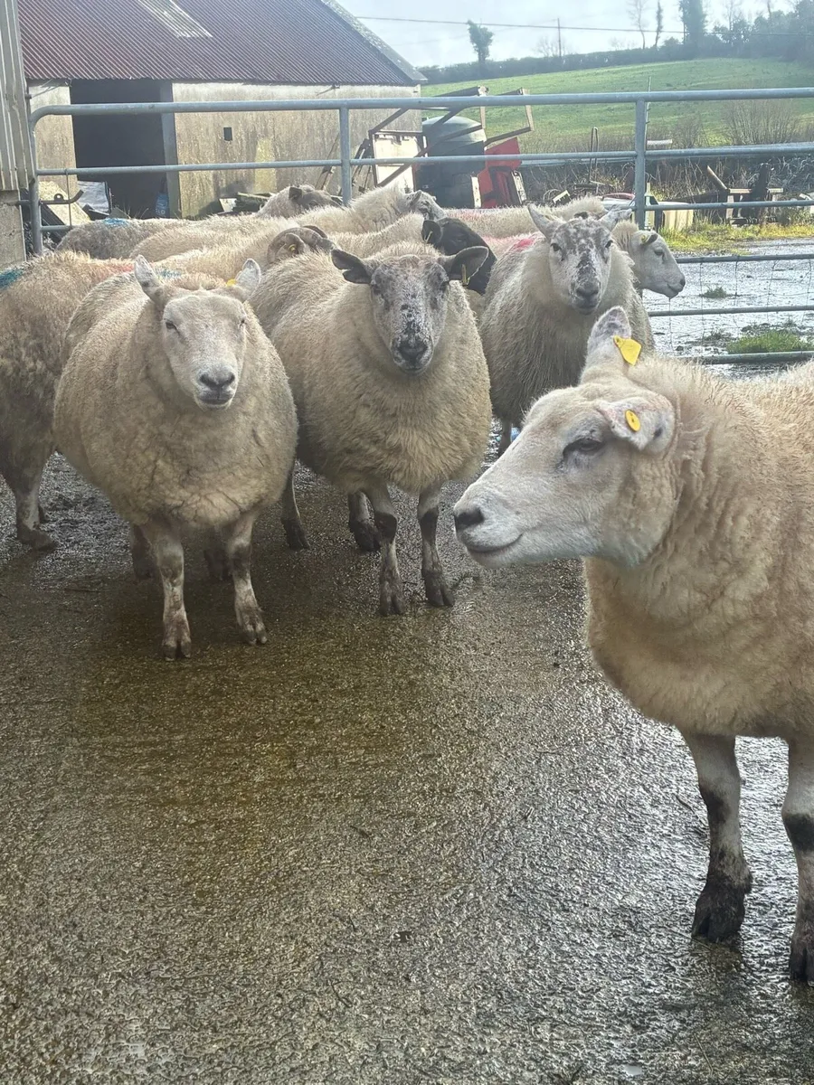 Clearance sale in lamb ewes - Image 2