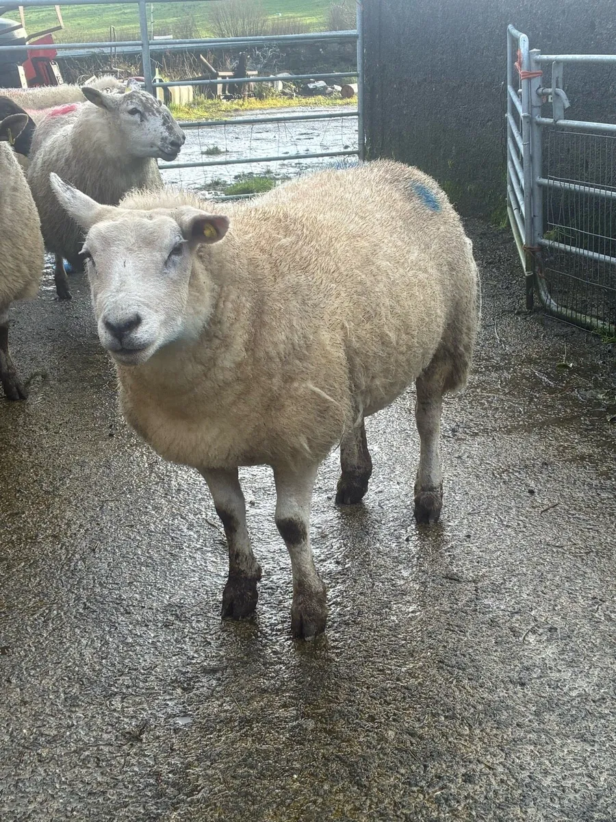 Clearance sale in lamb ewes - Image 3