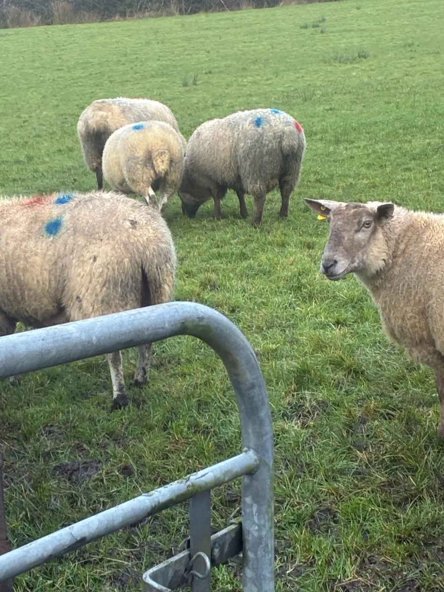 Clearance sale in lamb ewes - Image 4
